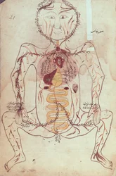 Ms Persan 1555 Anatomische Darstellung des menschlichen Kreislauf- und Verdauungssystems, ca. 1425-50